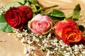 Roses and beauty of nature Royalty Free Stock Photo