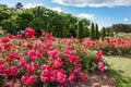 Roses bed on garden Royalty Free Stock Photo