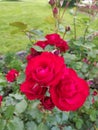 Roses Royalty Free Stock Photo