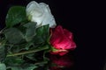 Roses on black background with reflection Royalty Free Stock Photo