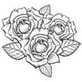 Roses black and white drawing tattoo Royalty Free Stock Photo