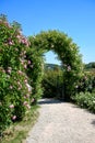 Rose arch with blooming pink climbing roses. Rose vines, rose trellis, rose arch with lots of beautiful rose roses.