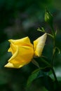 roses blooming on bushes in the garden, background Royalty Free Stock Photo