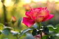 roses blooming on bushes in the garden, background Royalty Free Stock Photo