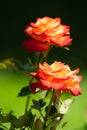 roses blooming on bushes in the garden Royalty Free Stock Photo