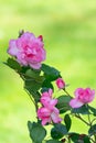 roses blooming on bushes in the garden Royalty Free Stock Photo