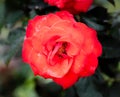 Macro Gorgeous Nadia colour Roses in Natural environment Royalty Free Stock Photo