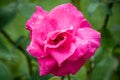 Macro Gorgeous Roses in Natural environment with dew Royalty Free Stock Photo