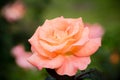 Macro Gorgeous Roses in Natural environment with dew Royalty Free Stock Photo