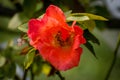 Macro Gorgeous Rose in Natural environment with dew Royalty Free Stock Photo