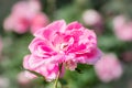 Macro Gorgeous Rose in Natural environment with dew Royalty Free Stock Photo