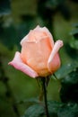 Macro Gorgeous Tancho Roses in Natural environment with dew Royalty Free Stock Photo