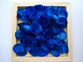 Roses and blue petals