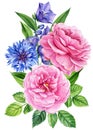 Roses, bluebells and cornflowers. Bouquet Flower isolated white background, watercolor illustration, botanical painting. Royalty Free Stock Photo