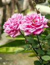 Roses on blurred background. Royalty Free Stock Photo