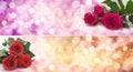 Roses Bokeh Banner