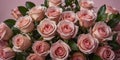 roses bouquet of one hundred in pink packaging. Royalty Free Stock Photo