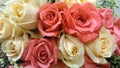 Roses bouquet pastel color