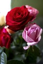 Roses in a bouquet. Red full rose and pink in bud.