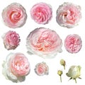 Roses buds cutout, pink rose flowers