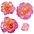 Roses buds cutout, pink and yellow rose flowers
