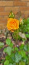 Roses and buds orange blossoms