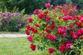 Roses bush on garden Royalty Free Stock Photo