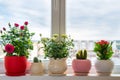 roses, cacti and calanchoe stand on windowsill Royalty Free Stock Photo