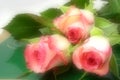 Roses and chocolates Royalty Free Stock Photo