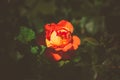 roses close up. macro photo. beautiful flower. white, pink, red rose Royalty Free Stock Photo