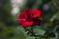 roses close up. macro photo. beautiful flower. white, pink, red rose Royalty Free Stock Photo