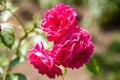 Roses close-up in wildlife