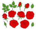 Roses colored line art set Royalty Free Stock Photo