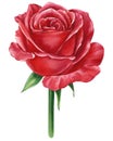 Red Rose. flower on a white background, watercolor Royalty Free Stock Photo