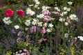 the roses, daisies, sage, wild field plants adorn garden Royalty Free Stock Photo