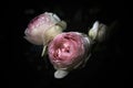 Roses on a dark background, baroque mood, vintage flowers