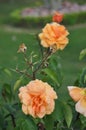 Roses (Diff. types and colors of Roses) in Nishat Garden, SriNagar, India. Royalty Free Stock Photo