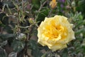 Roses (Diff. types and colors of Roses) in Nishat Garden, SriNagar, India. Royalty Free Stock Photo