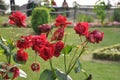 Roses (Diff. types and colors of Roses) in Nishat Garden, SriNagar, India. Royalty Free Stock Photo