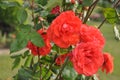 Roses (Diff. types and colors of Roses) in Nishat Garden, SriNagar, India. Royalty Free Stock Photo