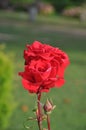 Roses (Diff. types and colors of Roses) in Nishat Garden, SriNagar, India. Royalty Free Stock Photo