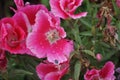 Roses (Diff. types and colors of Roses) in Nishat Garden, SriNagar, India. Royalty Free Stock Photo