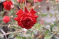 Details of roses in the garden of the house