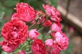 Details of roses in the garden of the house