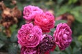 details of roses in the garden of the house