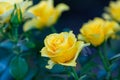 Yellow Roses in natural light, summer garden Royalty Free Stock Photo