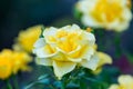 Yellow Roses in natural light, summer garden Royalty Free Stock Photo