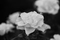 Black and white image of roses in natural light, summer garden Royalty Free Stock Photo