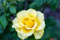 Yellow Roses in natural light, summer garden Royalty Free Stock Photo