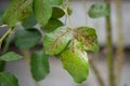 Roses disease Blackspot; Black leaf spot on roses causes by fungi plant pathology Diplocarpon; rosae. Royalty Free Stock Photo